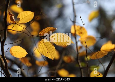 Selektive Fokusaufnahme von hellen Herbstblättern auf Ästen Stockfoto