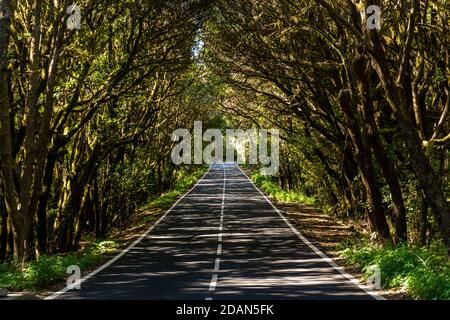 Straße durch Lorbeerwald Gomera National Park Stockfoto