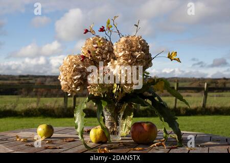 Eine Tischblumenanordnung aus getrockneten Hortensien und herbstlichen Blättern. Draußen im Garten Stockfoto