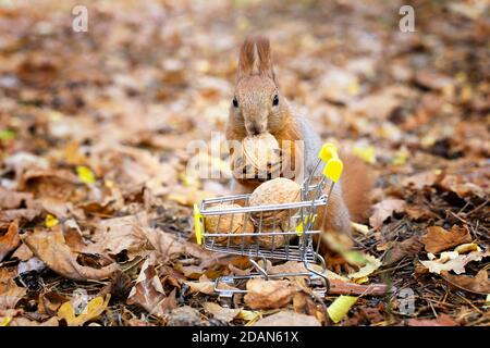 Eichhörnchen nimmt eine Nuss aus einem kleinen Einkaufswagen voller Walnüsse vor einem verschwommenen Laubhintergrund. Nahaufnahme, selektiver Fokus. Stockfoto