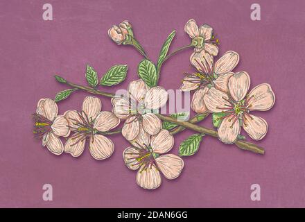 Vintage Illustration Blumen der Kirschblüten. Vintage Sakura in applique Stil auf Velours Hintergrund. Stockfoto
