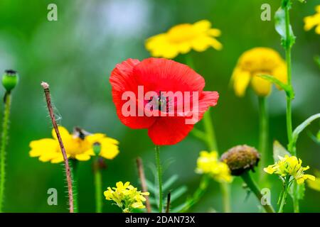 Roter Mohn (papaver rhoeas) Eine gemeinsame Wildgarten Blume Pflanze in Waffenstillstand Erinnerung verwendet Tag Feiern und wird oft als Maismohn Stockfoto