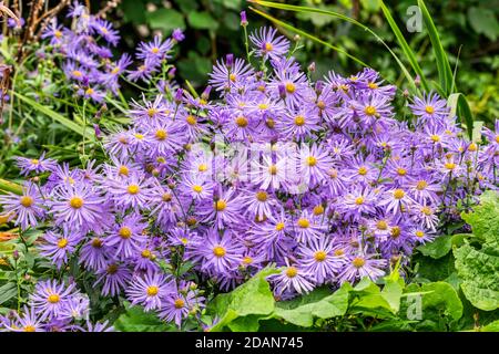 Aster x frikartii 'Monch' ein Lavendel blau krautig mehrjährige Sommer Herbst Blume Pflanze allgemein als Michaelmas Gänseblümchen bekannt, Stock Foto Bild Stockfoto