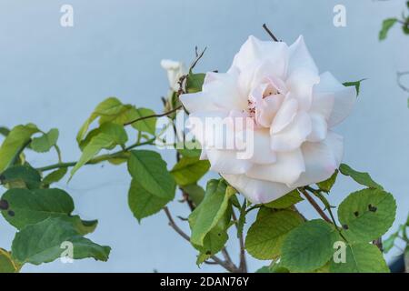 Weiße Rose blüht auf Pflanze Nahaufnahme Blick im Freien Stockfoto