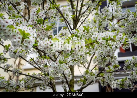 Baum blüht weiß vor einem Haus im Frühjahr Stockfoto