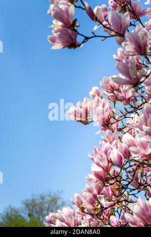 Baum blüht rosa weiß im Frühling Stockfoto