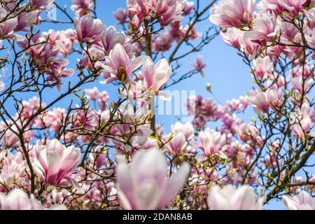 Baum blüht rosa weiß im Frühling Stockfoto