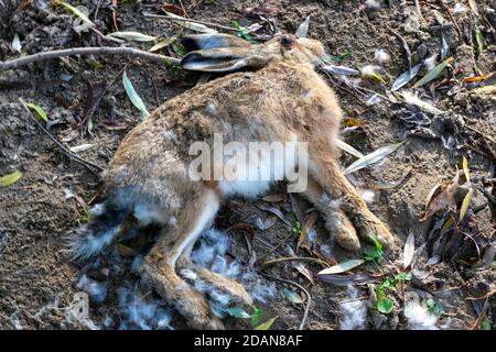 Toter Hase liegt auf dem Boden Stockfoto