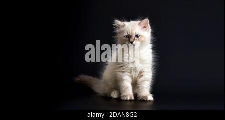 Lustige Kätzchen mit leuchtend blauen Augen auf schwarzem Hintergrund. Kleines flauschiges Kätzchen der Neva Maskerade Katze, Unterart der sibirischen Katze Stockfoto