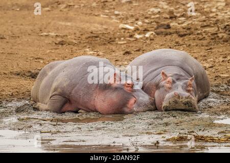 Flusspferde (Hippopotamus amphibious) Entspannung am Wasser während des Tages, Queen Elizabeth National Park, Uganda. Stockfoto