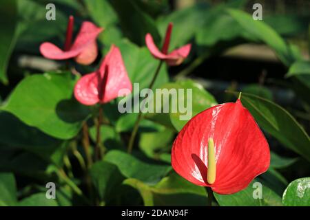 Nahaufnahme lebendige rote Flamingo Blume mit verschwommenen Blumen im Hintergrund Stockfoto