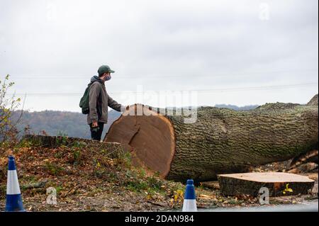 Aylesbury Vale, Buckinghamshire, Großbritannien. November 2020. Ein lokaler Naturfotograf ist sehr aufgeregt zu sehen, dass HS2 gestern eine riesige alte Eiche zerstört hat, die vermutlich über 300 Jahre alt ist. Es wurde gekürzt, um den Zugang von Lastkraftwagen zu einem temporären Standort für HS2 zu ermöglichen. In Szenen, die an ein Kriegsgebiet erinnern, wurde der nahe gelegene alte Waldgraben Grim ebenfalls von HS2 niedergeschlagen. Die äußerst umstrittene HS2-Hochgeschwindigkeitsstrecke ist für 108 uralte Waldgebiete, 33 SSSIs und 693 Wildtiergebiete in Gefahr. Quelle: Maureen McLean/Alamy Live News Stockfoto