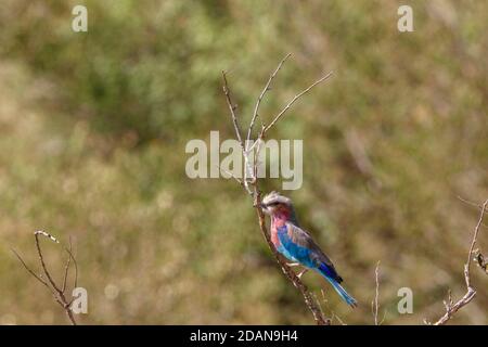 Fliederreiher auf einem Baum an der afrikanischen Savanne Stockfoto