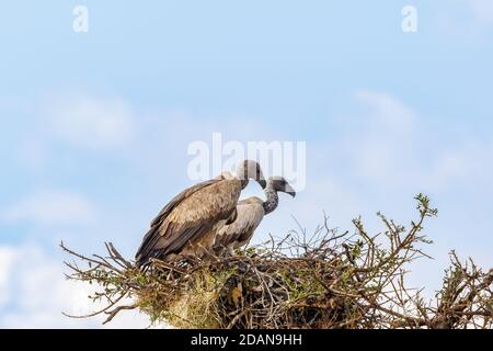 Vogelnest mit Weißrückengeiern Stockfoto