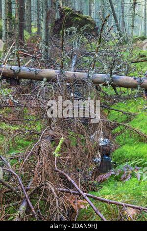 Gefallene Fichte über dem Bach im Wald Stockfoto