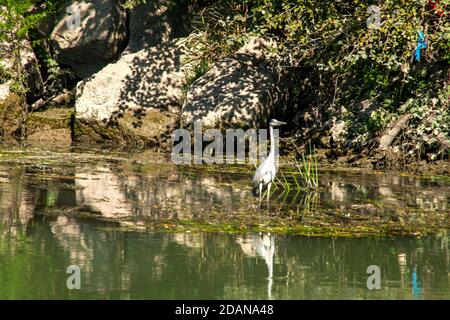 gita sul Tevere tra Roma e Ostia Stockfoto