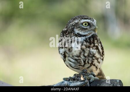 Athene Noctua aka Little Owl Stockfoto