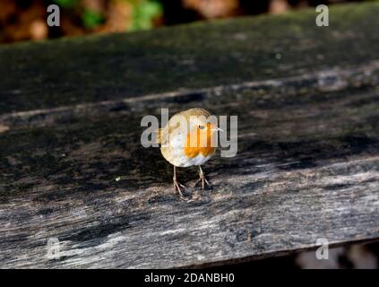 Ein Robin (Erithacus rubecula) auf einer Holzbank, Warwickshire, Großbritannien Stockfoto