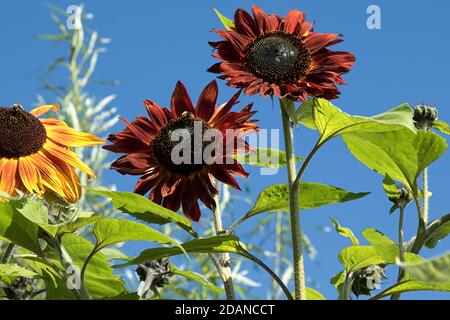 Große rote und gelbe Sonnenblumen gegen den blauen Himmel, Harrogate, North Yorkshire, England, Vereinigtes Königreich. Stockfoto