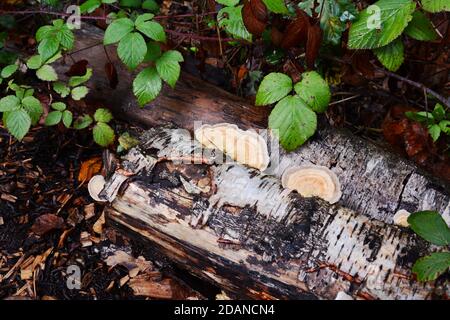 Bracket Pilz wächst auf der Seite eines verfaulenden Silber Birke log, umgeben von Brambles und gesägten Holzhackschnitzel Stockfoto
