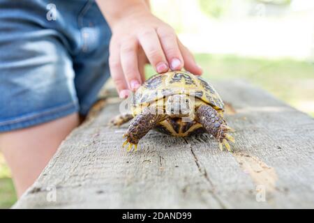 Zentralasiatische Landschildkröte kriecht auf einem Holzbrett und schaut in die Kamera. Das Kind hält mit der Hand eine Schildkröte an der Muschel. Kümmern Sie sich um Ihren Stockfoto