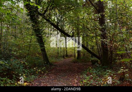 Waldweg führt durch Bäume und Unterholz im Frühherbst. Eine große gefallene Eiche lehnt sich über den Weg. Stockfoto