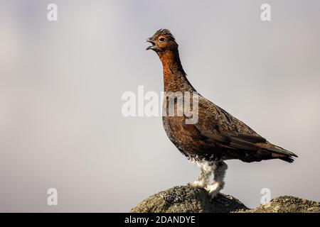 Atemberaubendes Porträt von roten Birkhuhn mit vollem Körper und Beine sichtbar Aufruf mit Schnabel offen - isoliert. England Stockfoto