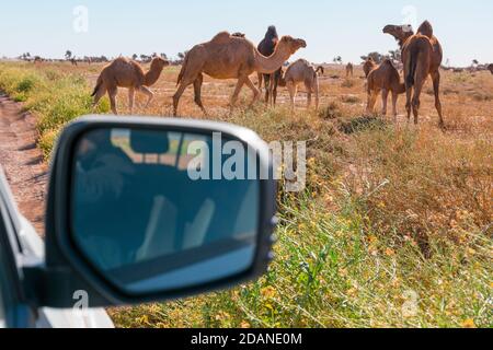 Kamele vom Auto aus gesehen in El Gouera, vor den Toren der Sahara. Marokko. Konzept von Reisen und Abenteuer. Stockfoto