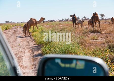 Kamele vom Auto aus gesehen in El Gouera, vor den Toren der Sahara. Marokko. Konzept von Reisen und Abenteuer. Stockfoto