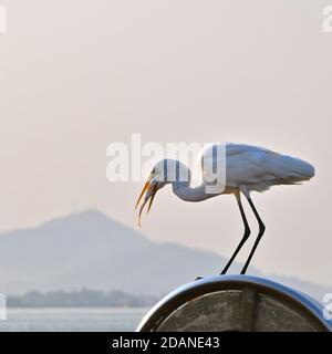 Eine Seitenansicht eines Seevögels, der mit einem Fischfang im Schnabel hält. Stockfoto