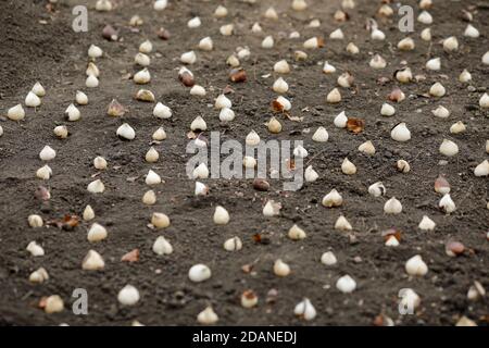 Geringe Schärfentiefe (selektiver Fokus) mit Tulpenbirnen auf dem Boden bereit, während eines bewölkten und kalten Novembertages gepflanzt werden. Stockfoto