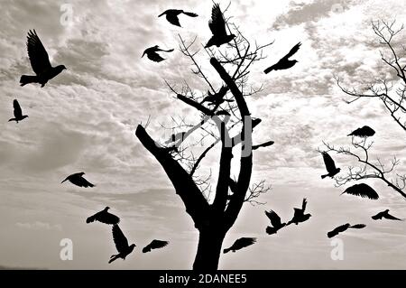 Schwarz-weißes Bild der Silhouette einer Taubenschar, die um einen Skelett-Baumstumpf vor einem bewölkten Himmel vor Hintergrund fliegt. Stockfoto
