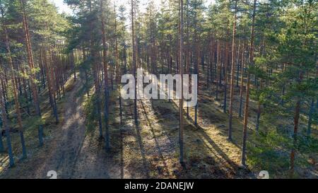 Luftaufnahme des denkenden europäischen Taiga-Waldes in der Eiszeit Esker , wächst überwiegend Pinien ( pinus sylvestris ) , Lintharju Finnland Stockfoto