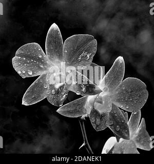 Schwarz-Weiß-Makrobild einer Blume mit Wasser Tröpfchen auf den Blütenblättern Stockfoto