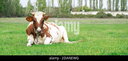 Die Kuh auf Gras Stockfoto