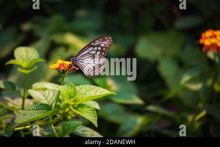 Schöne Nahaufnahme einer Blue Glassy Tiger Butterfly Fütterung Honig in einer gelben Blume mit verschwommenem grünen Hintergrund Stockfoto