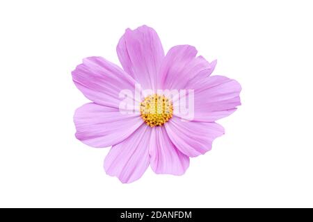 Rosa Cosmos Blume isoliert auf weißem Hintergrund. Dekorative schöne blühende Gartenpflanze Cosmos bipinnatus. Stockfoto