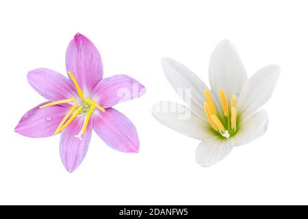 Weiße und lila Crocus Blume isoliert auf weißem Hintergrund. Dekorative schöne blühende Gartenpflanze. Stockfoto