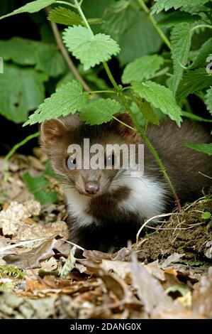STEIN MARDER ODER BUCHE MARTEN MARTES FOINA, JUNG STEHEND AUF TROCKENEN BLÄTTERN, NORMANDIE IN FRANKREICH Stockfoto