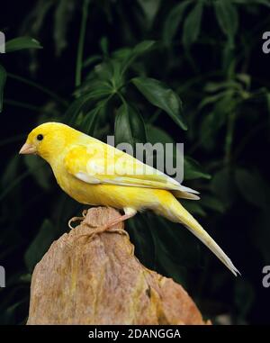 MALINOIS KANARIENVOGEL ODER KANARIENVOGEL, ERWACHSENE STEHEND AUF STEIN Stockfoto