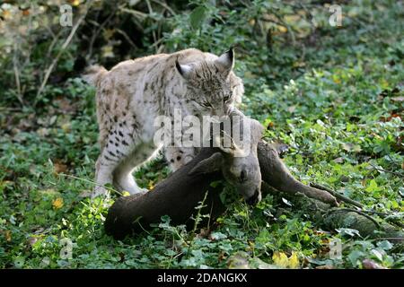 Europäische Luchs Felis Lynx, Erwachsene mit A Rehe töten Stockfoto