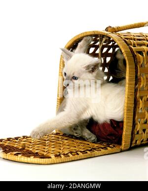 BALINESISCHER INLÄNDISCHER CAT, KÄTZCHEN IM KORB Stockfoto