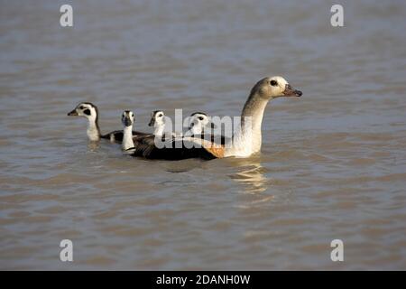 ORINOCO GÄNSE NEOCHEN JUBATA, ERWACHSENE MIT KÜKEN, LOS LIANOS IN VENEZUELA Stockfoto