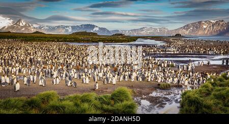 Tausende von Königspinguinen Stockfoto
