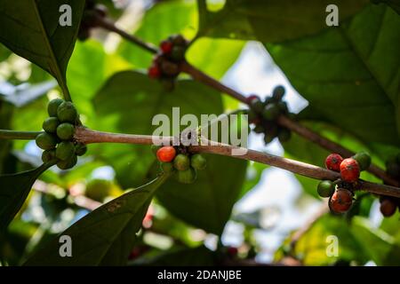 Rote und grüne Robusta-Kaffeebeeren wachsen Stockfoto