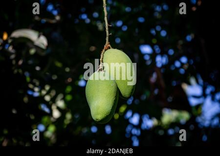 Zwei grüne Mangos wachsen auf einem Baum Stockfoto
