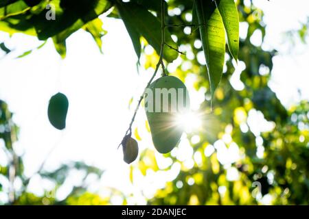 Sonne scheint hinter grüner Mango Stockfoto