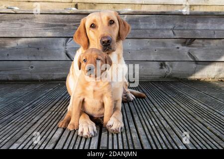 Gelber Labrador Hund und fünf Wochen alter Welpe Stockfoto