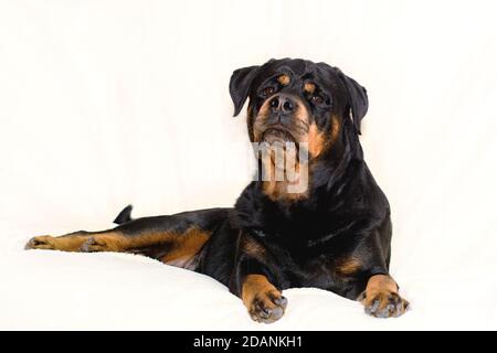 Hunderasse Rottweiler Nahaufnahme Porträt auf einem hellen Hintergrund, Konzept des Schutzes, Solidität, Seriosität.Liegen, schaut nach oben, Stockfoto