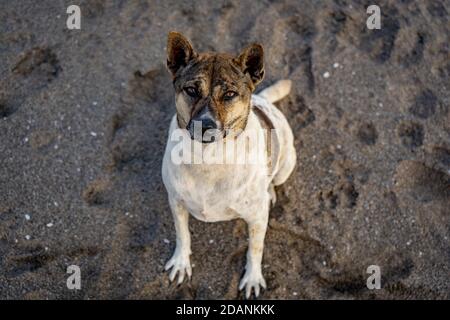 Hund sitzt am Strand und schaut in die Kamera Stockfoto